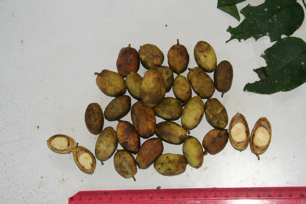 Oleaceae image