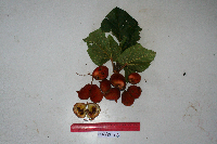 Sterculia ampla image