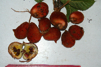 Sterculia ampla image