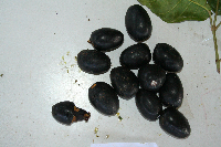 Canarium indicum image