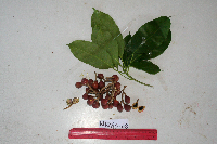 Pimelodendron amboinicum image