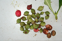 Ixora novoguineensis image