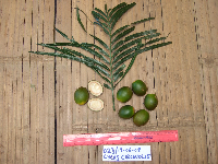Image of Cycas scratchleyana