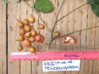 Didymocheton pettigrewianus image