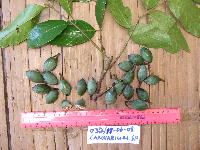 Canarium indicum image