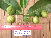 Garcinia hollrungii image