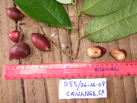Goniothalamus grandiflorus image