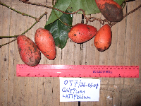 Gnetum latifolium image