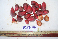 Goniothalamus grandiflorus image