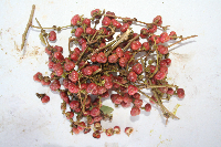 Cleistanthus myrianthus image