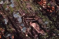 Rana palustris image