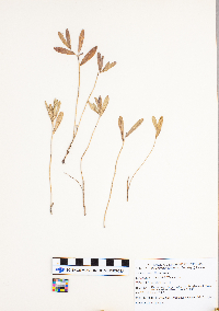 Lithospermum canescens image