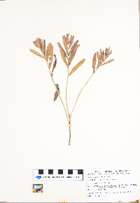 Lithospermum canescens image