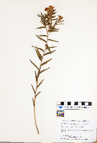 Lithospermum caroliniense image