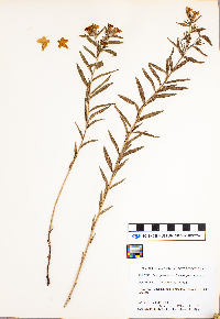 Lithospermum caroliniense image
