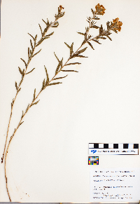 Lithospermum caroliniense image
