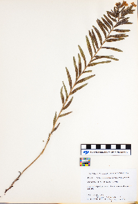Lithospermum caroliniense image
