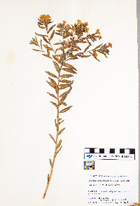 Lithospermum caroliniense image