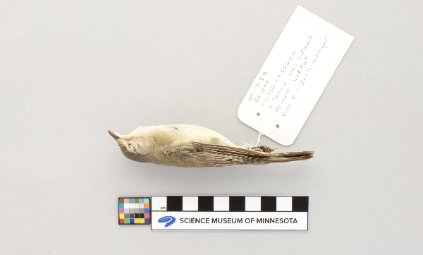 Vireo gilvus image