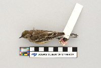 Dendroica coronata image