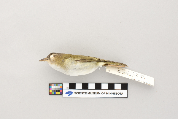 Vireo olivaceus image