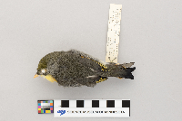 Leiothrix lutea image