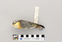 Leiothrix lutea image