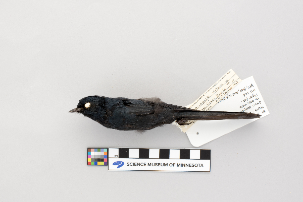 Phainopepla nitens image