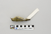 Vermivora ruficapilla image