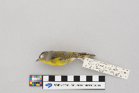 Vermivora ruficapilla image