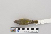 Vermivora ruficapilla image