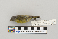 Vermivora ruficapilla image