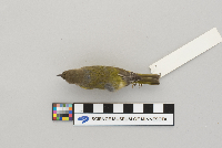 Vermivora ruficapilla image