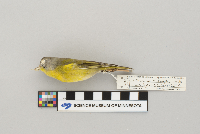 Vermivora ruficapilla image