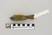 Vermivora ruficapilla image