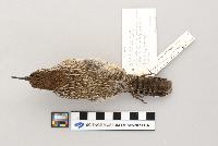 Campylorhynchus brunneicapillus image