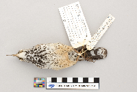 Image of Campylorhynchus brunneicapillus