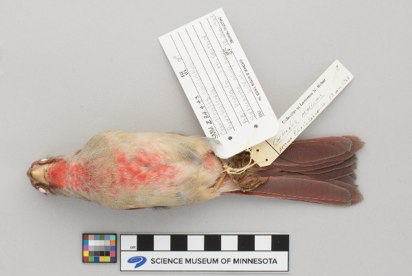 Cardinalis sinuatus image