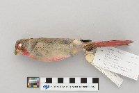 Cardinalis sinuatus image