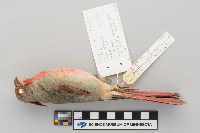 Cardinalis sinuatus image