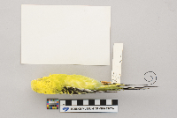 Melopsittacus undulatus image