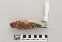 Carpodacus purpureus image