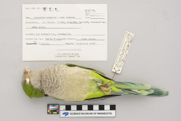 Myiopsitta monachus image