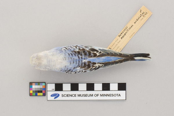 Melopsittacus undulatus image