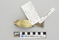 Image of Empidonax difficilis