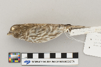 Carpodacus purpureus image