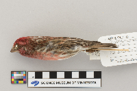 Carpodacus purpureus image