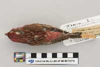 Carpodacus purpureus image