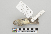 Empidonax oberholseri image