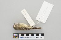 Empidonax oberholseri image